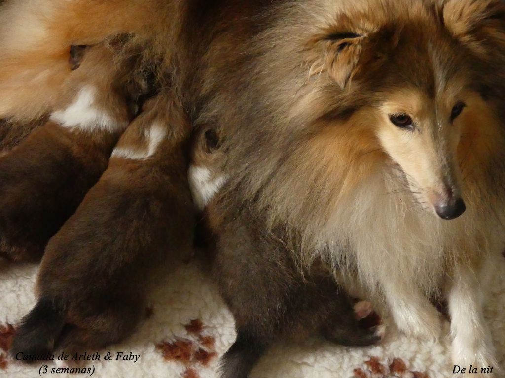 chiot Shetland Sheepdog De La Nit