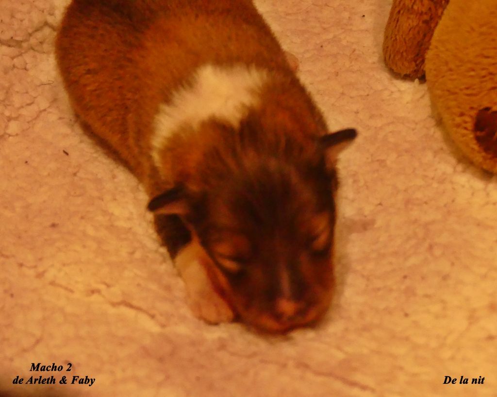 De La Nit - Chiot disponible  - Shetland Sheepdog