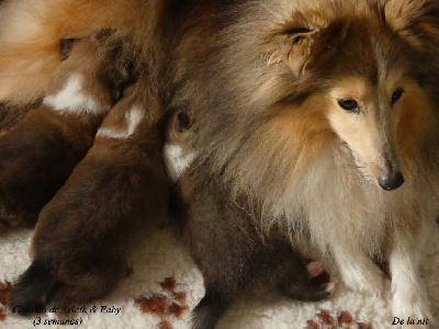 De La Nit - Shetland Sheepdog - Portée née le 21/05/2024