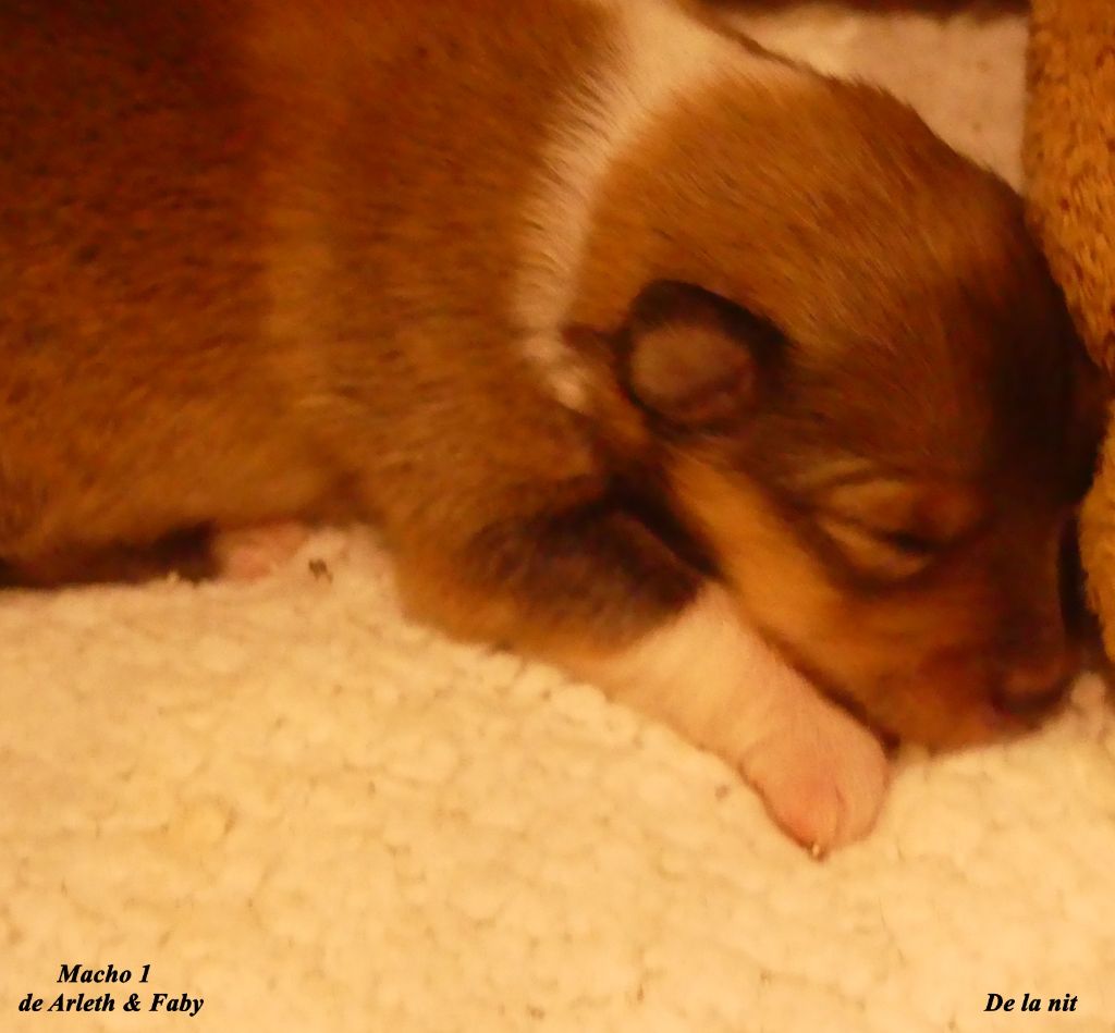 De La Nit - Chiot disponible  - Shetland Sheepdog