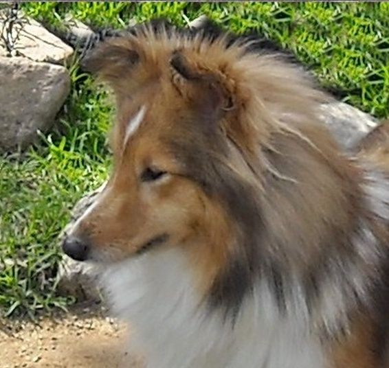 De La Nit Mon petit cherry