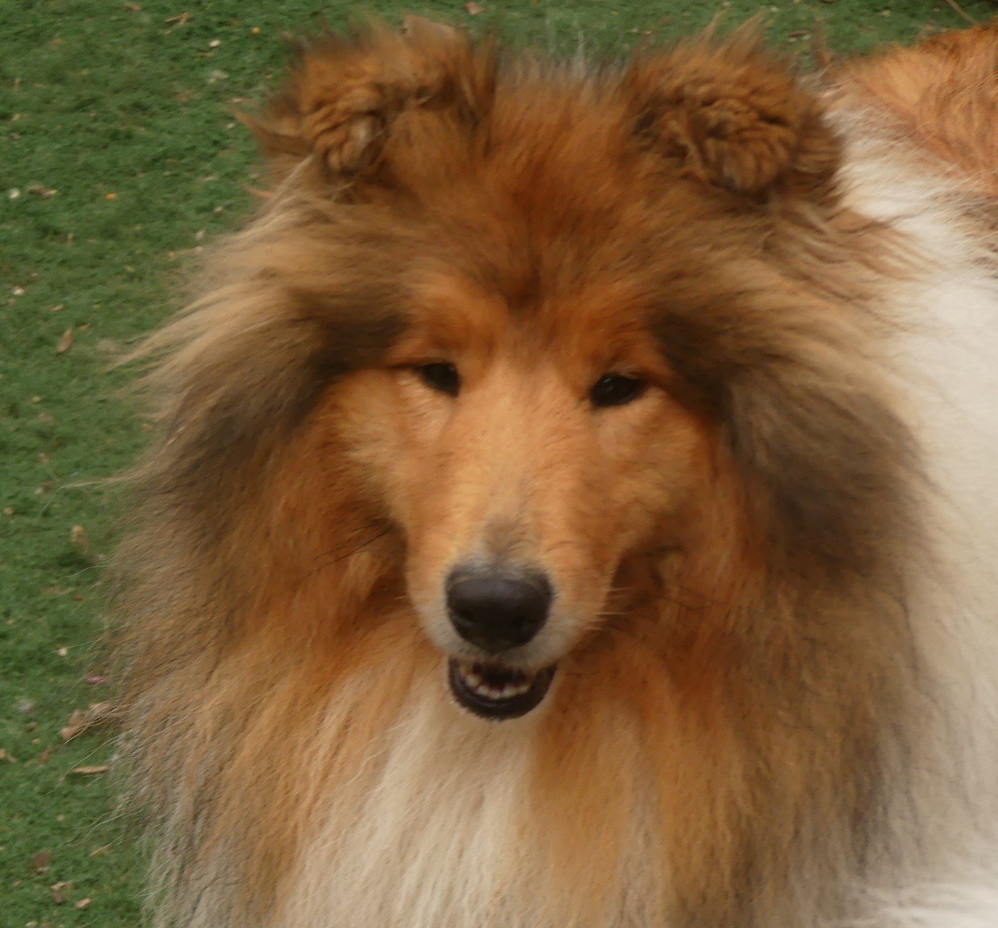 De La Nit Always my sun