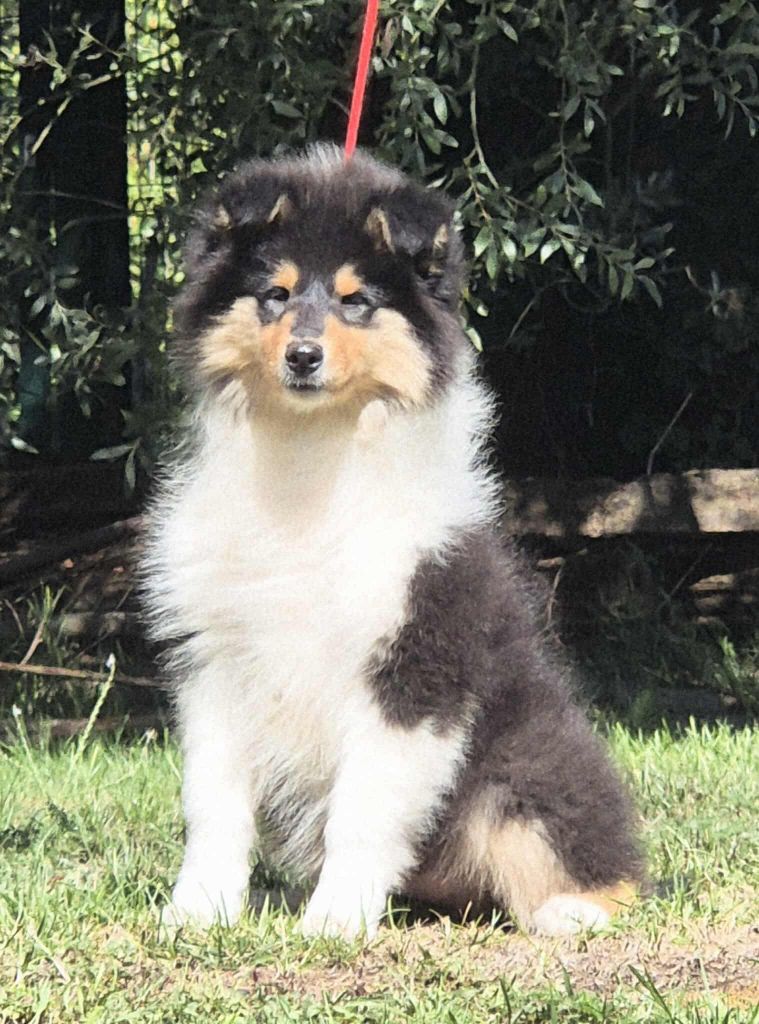 African queen clos de sea-wind