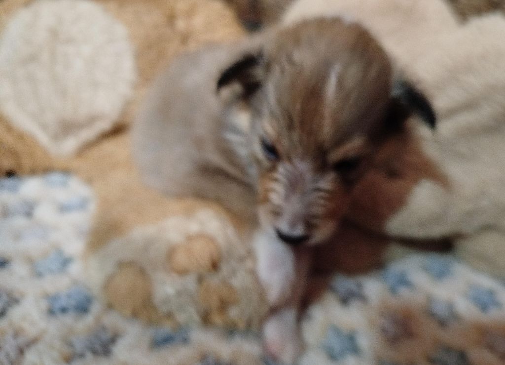 De La Nit - Chiots disponibles - Shetland Sheepdog