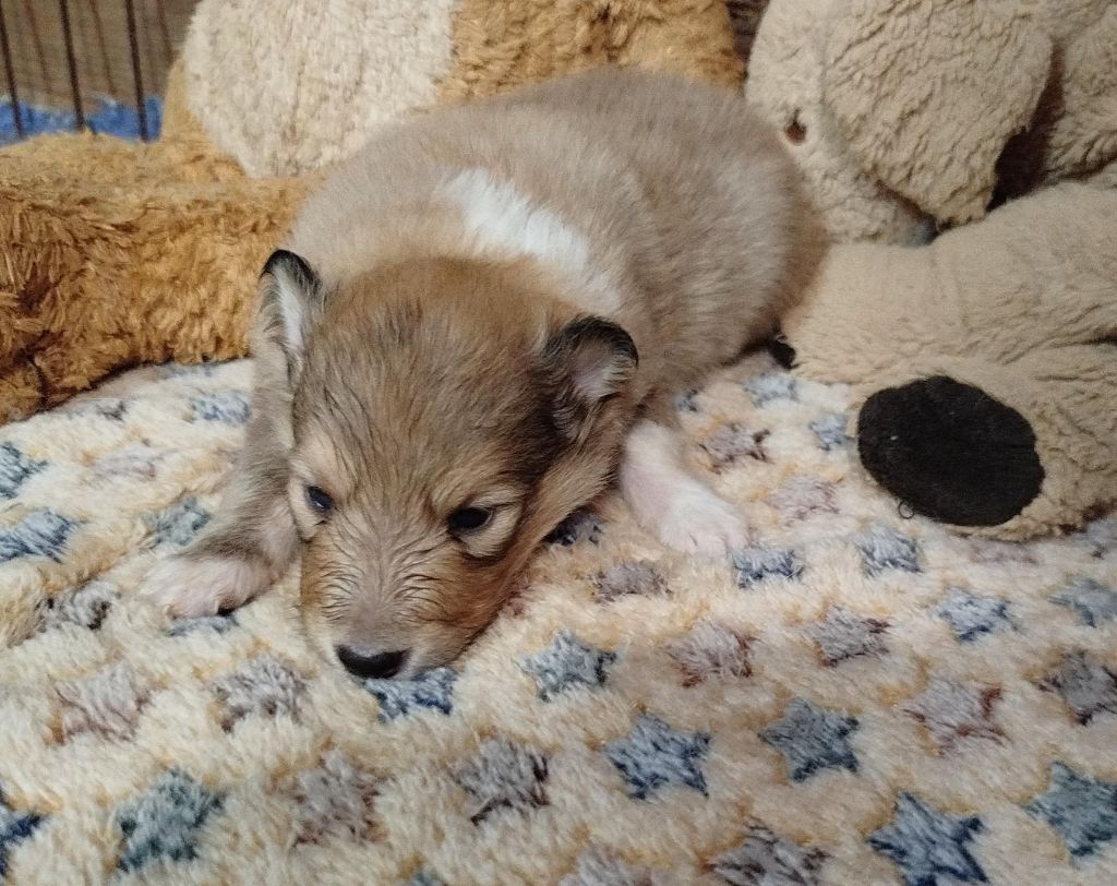 De La Nit - Chiots disponibles - Shetland Sheepdog