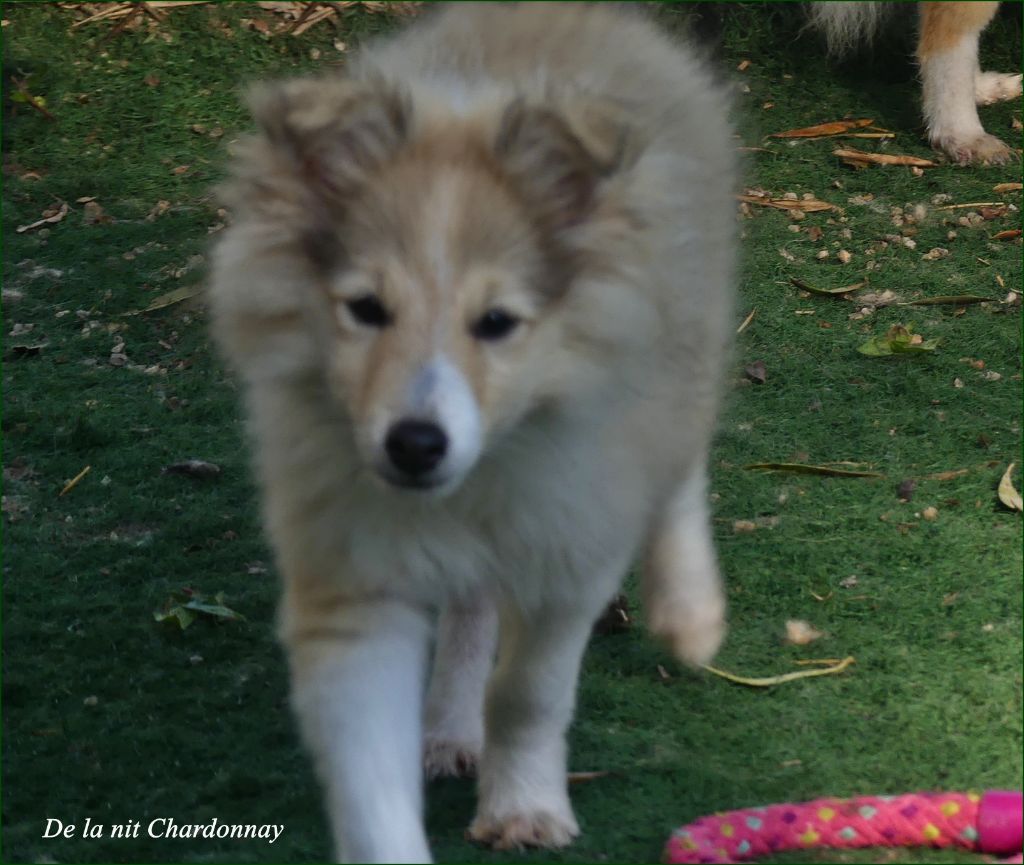 De La Nit - Chiots disponibles - Shetland Sheepdog