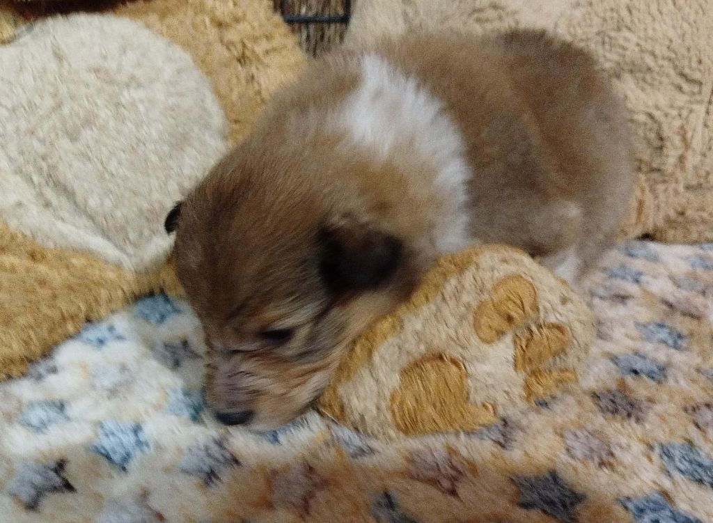 De La Nit - Chiots disponibles - Shetland Sheepdog