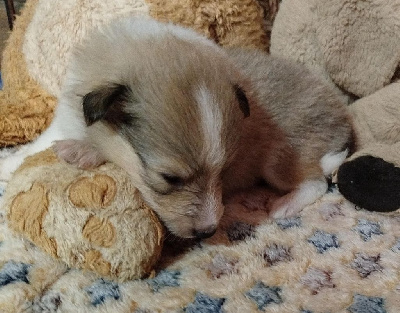 CHIOT 1