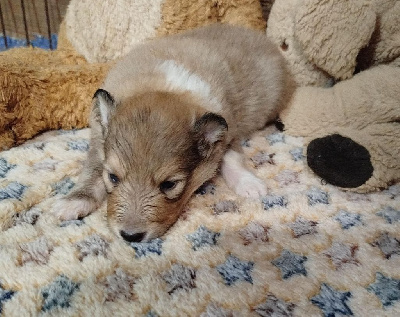 CHIOT 2