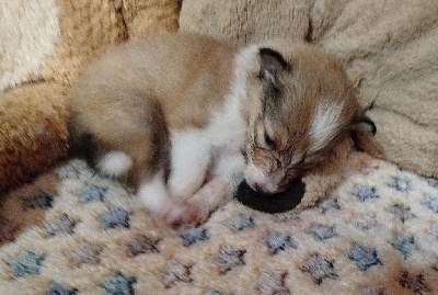 CHIOT 5