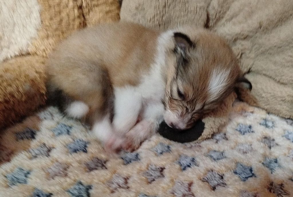 De La Nit - Chiots disponibles - Shetland Sheepdog
