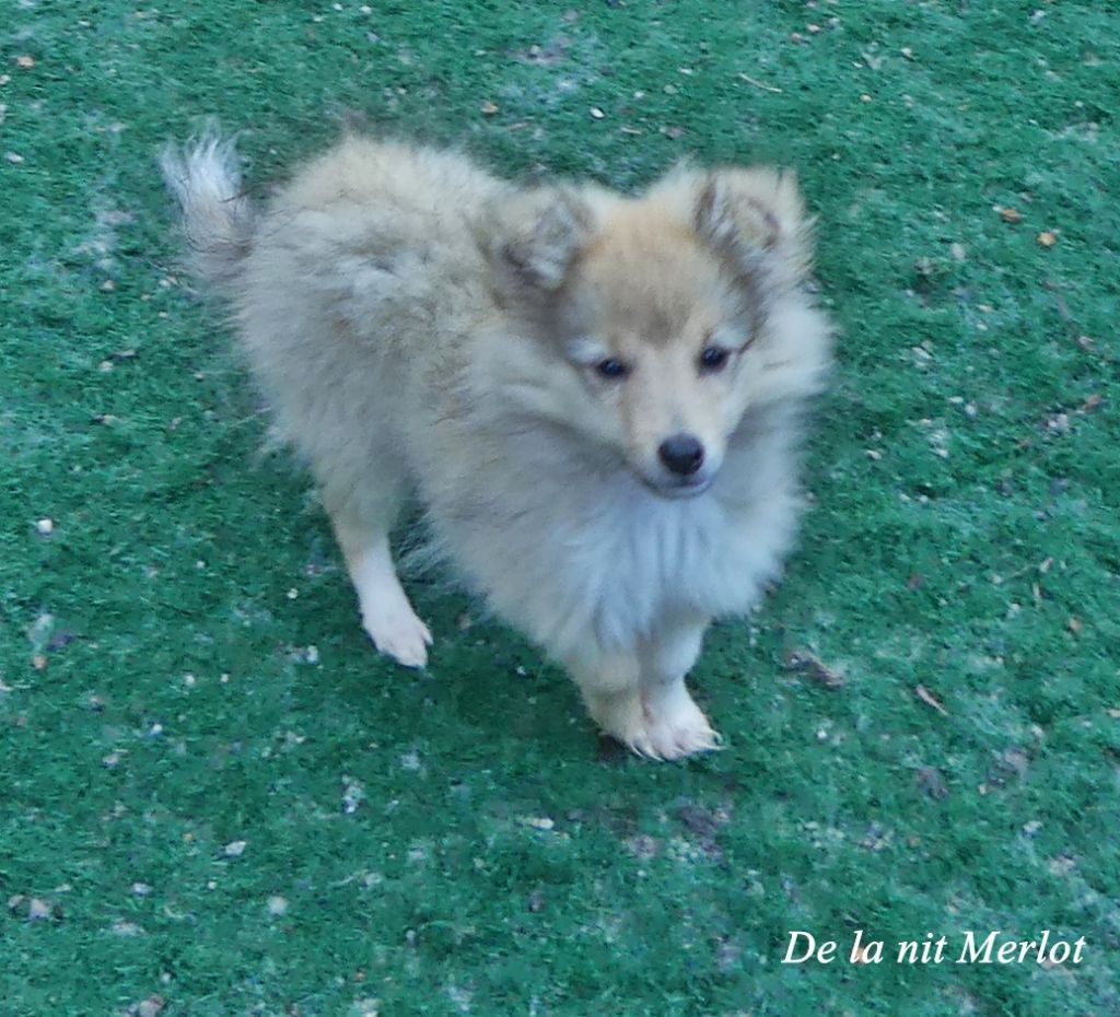 De La Nit - Chiots disponibles - Shetland Sheepdog